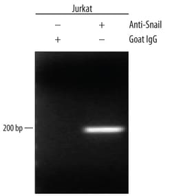 Human Snail Antibody, R D Systems 100&mu;g; Unlabeled:Antibodies, Polyclonal