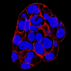 Human SNAP23 Antibody, R D Systems 100&mu;g; Unlabeled:Antibodies, Polyclonal