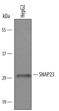Human SNAP23 Antibody, R D Systems 100&mu;g; Unlabeled:Antibodies, Polyclonal