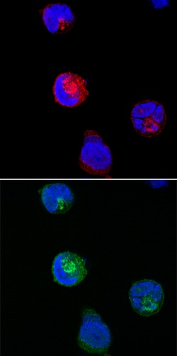 Human SNAP29 Antibody, R D Systems 25 &mu;g | Buy Online | R&D Systems | Fisher Scientific