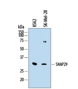Human SNAP29 Antibody, R D Systems 25 &mu;g | Buy Online | R&D Systems | Fisher Scientific