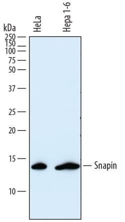 Human/Mouse Snapin Antibody, R D Systems 25&mu;g; Unlabeled:Antibodies,