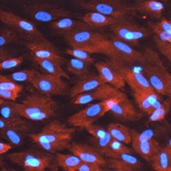Human SNF1LK2 Antibody, R D Systems 100&mu;g; Unlabeled:Antibodies, Polyclonal