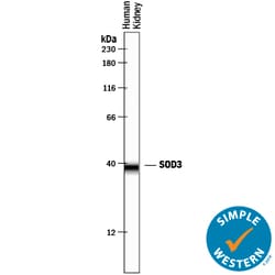 Human SOD3/EC-SOD Antibody, R D Systems 100&mu;g; Unlabeled:Antibodies,