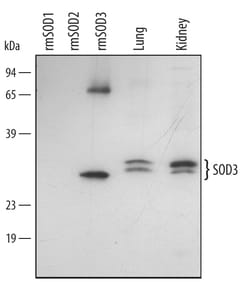Mouse SOD3/EC-SOD Antibody, R D Systems 25&mu;g; Unlabeled:Antibodies,
