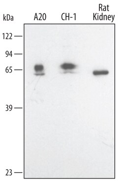 Mouse/Rat SODD/BAG4 Antibody, R D Systems 25&mu;g; Unlabeled:Antibodies,