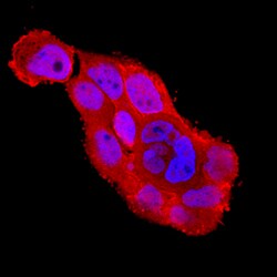 Human SODD/BAG4 Antibody, R D Systems 25&mu;g; Unlabeled:Antibodies, Polyclonal
