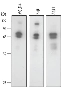 Human SODD/BAG4 Antibody, R D Systems 25&mu;g; Unlabeled:Antibodies, Polyclonal