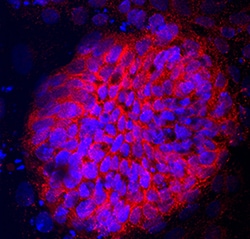 Human/Mouse Somatostatin Antibody, R D Systems:Antibodies:Primary Antibodies