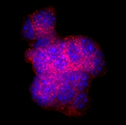 Human/Mouse Somatostatin Antibody, R D Systems:Antibodies:Primary Antibodies