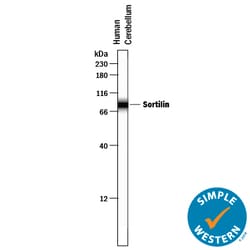 Human Sortilin Antibody, R D Systems 25&mu;g; Unlabeled:Antibodies, Polyclonal