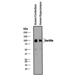Human/Mouse/Rat Sortilin Antibody, R D Systems 25&mu;g; Unlabeled:Antibodies,