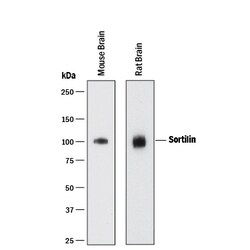 Human/Mouse/Rat Sortilin Antibody, R D Systems 25&mu;g; Unlabeled:Antibodies,