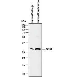 Human SOST/Sclerostin Antibody, R D Systems 100 &mu;g | Buy Online | R&D Systems | Fisher Scientific
