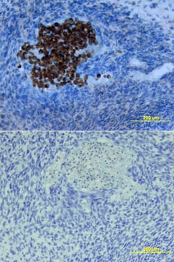 Mouse SOST/Sclerostin Antibody, R D Systems 25&mu;g; Unlabeled:Antibodies,
