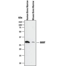 Mouse SOST/Sclerostin Antibody, R D Systems 25&mu;g; Unlabeled:Antibodies,