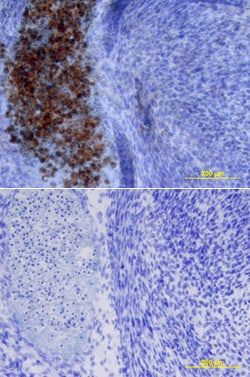 Mouse SOST/Sclerostin Biotinylated Antibody, R D Systems 50&mu;g; Biotin:Antibodies,