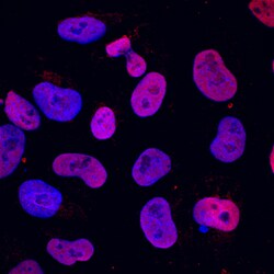 Human SOX15 Antibody, R D Systems 100&mu;g; Unlabeled:Antibodies, Polyclonal