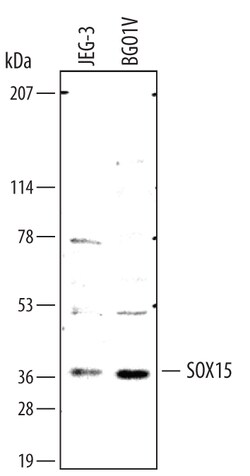 Human SOX15 Antibody, R D Systems 100&mu;g; Unlabeled:Antibodies, Polyclonal
