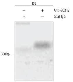 Human SOX17 Antibody, R D Systems 100&mu;g; Unlabeled:Antibodies, Polyclonal