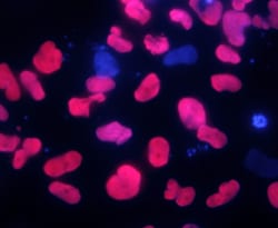 Human SOX17 Antibody, R D Systems 100&mu;g; Unlabeled:Antibodies, Polyclonal