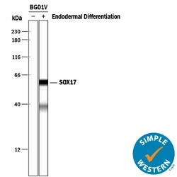 Human SOX17 Antibody, R D Systems 100&mu;g; Unlabeled:Antibodies, Polyclonal