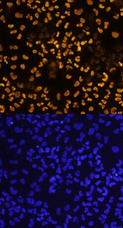 Human SOX17 Antibody, R D Systems 25&mu;g; Unlabeled:Antibodies, Monoclonal