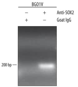 Human/Mouse/Rat SOX2 Antibody, R D Systems 100&mu;g; Unlabeled:Antibodies,
