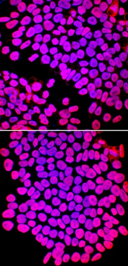 Human/Mouse/Rat SOX2 Antibody, R D Systems 100&mu;g; Unlabeled:Antibodies,
