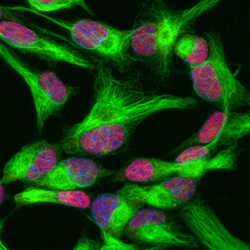 Human/Mouse/Rat SOX2 Antibody, R D Systems 100&mu;g; Unlabeled:Antibodies,