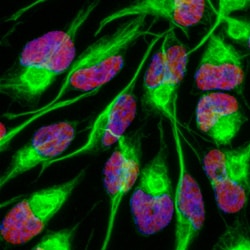Human/Mouse/Rat SOX2 Antibody, R D Systems 100&mu;g; Unlabeled:Antibodies,