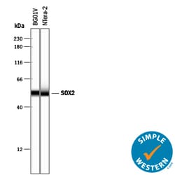 Human/Mouse/Rat SOX2 Antibody, R D Systems 100&mu;g; Unlabeled:Antibodies,