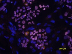 Human/Mouse/Rat SOX2 Antibody, R D Systems 25&mu;g; Unlabeled:Antibodies,