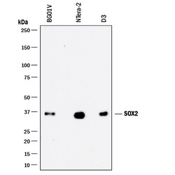Human/Mouse/Rat SOX2 Antibody, R D Systems 100&mu;g; Unlabeled:Antikörper