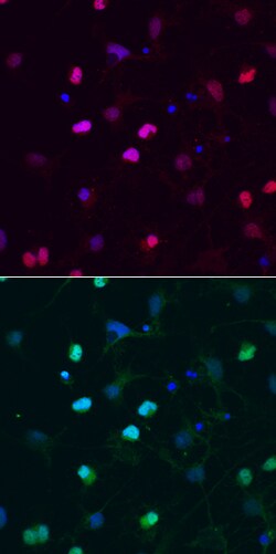 Human SOX6 Antibody, R D Systems 100ug; Unlabeled:Antibodies, Monoclonal