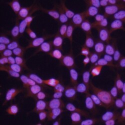 Human SOX9 Antibody, R D Systems 25&mu;g; Unlabeled:Antibodies, Polyclonal