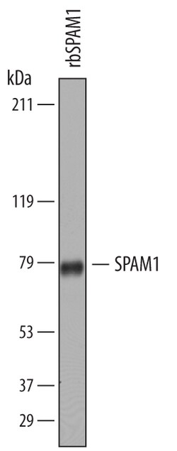 SPAM1 Sheep anti-Bovine, Polyclonal, R D Systems 100&mu;g; Unlabeled:Antibodies,