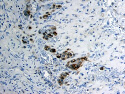 Human SPARC Antibody, R D Systems 25&mu;g; Unlabeled:Antibodies, Polyclonal