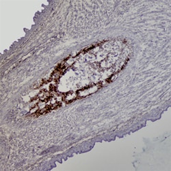 Mouse SPARC Antibody, R D Systems 100&mu;g; Unlabeled:Antibodies, Polyclonal