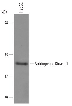 Human Sphingosine Kinase 1/SPHK1 Antibody, R D Systems 100&mu;g; Unlabeled:Antibodies,