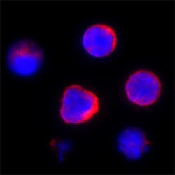 Mouse Spi-B Antibody, R D Systems 100&mu;g; Unlabeled:Antibodies, Polyclonal