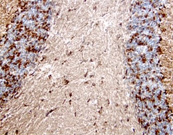 Mouse Spinesin Antibody, R D Systems 25&mu;g; Unlabeled:Antibodies, Polyclonal