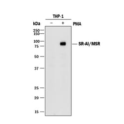 Human SR-AI/MSR Antibody, R D Systems 100ug; Unlabeled:Antibodies, Monoclonal