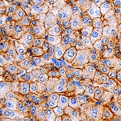 Human SR-BI Antibody, R D Systems:Antibodies:Primary Antibodies