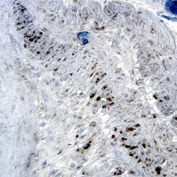 Human Phospho-Src (Y419) Antibody, R D Systems 100&mu;g; Unlabeled:Antibodies,