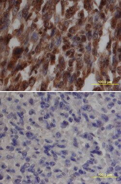 Human Phospho-Src (Y419) Antibody, R D Systems 100&mu;g; Unlabeled:Antibodies,