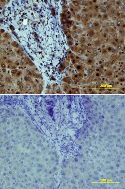 Human Phospho-Src (Y419) Antibody, R D Systems 100&mu;g; Unlabeled:Antibodies,