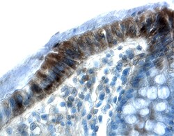 Human/Mouse/Rat Src Antibody, R D Systems 25&mu;g; Unlabeled:Antibodies,