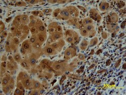 Human/Mouse/Rat Src Antibody, R D Systems 25&mu;g; Unlabeled:Antibodies,