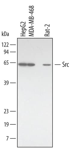 Human/Mouse/Rat Src Antibody, R D Systems 25&mu;g; Unlabeled:Antibodies,